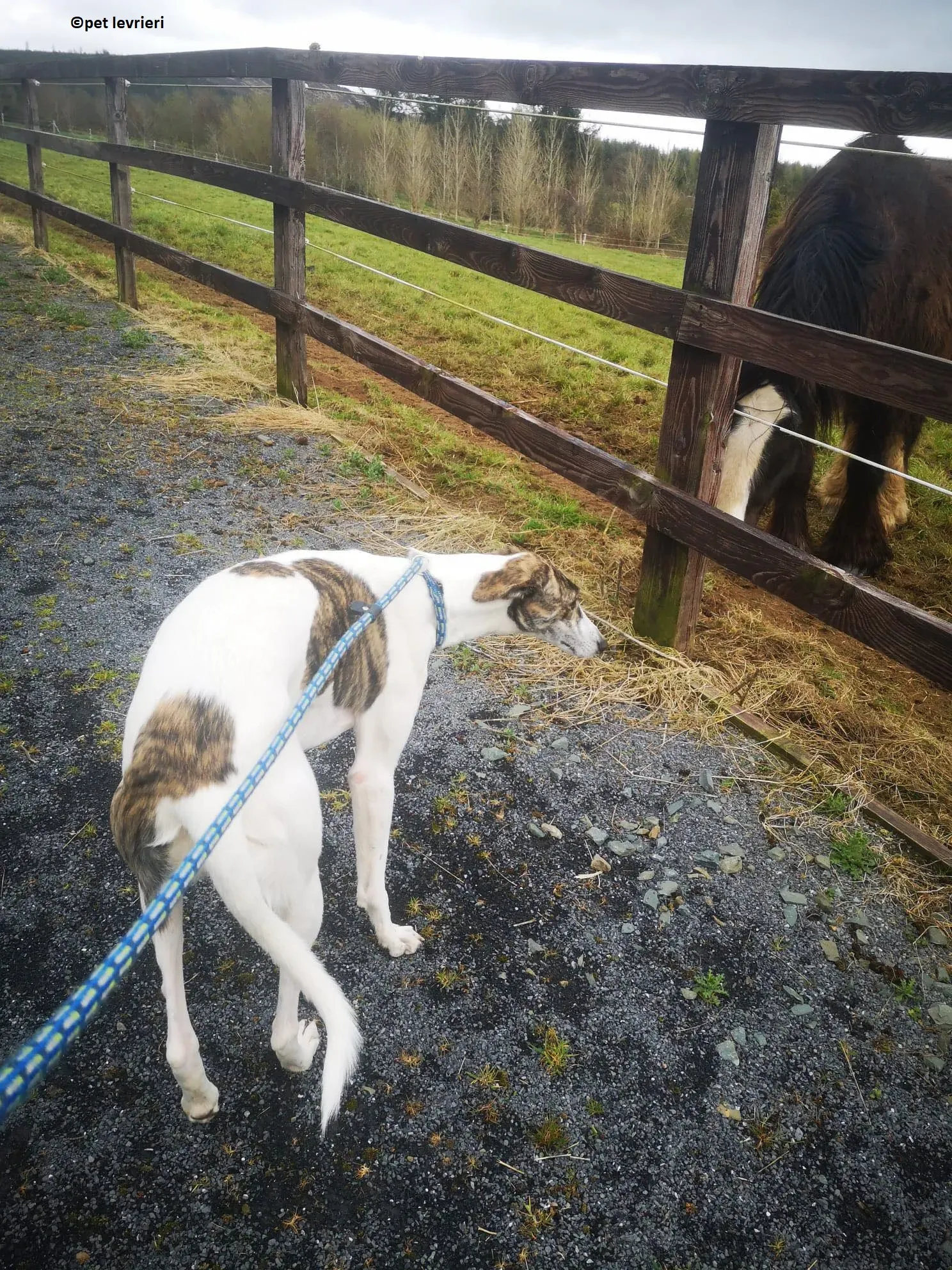 Samantha adozione levriero lurcher8
