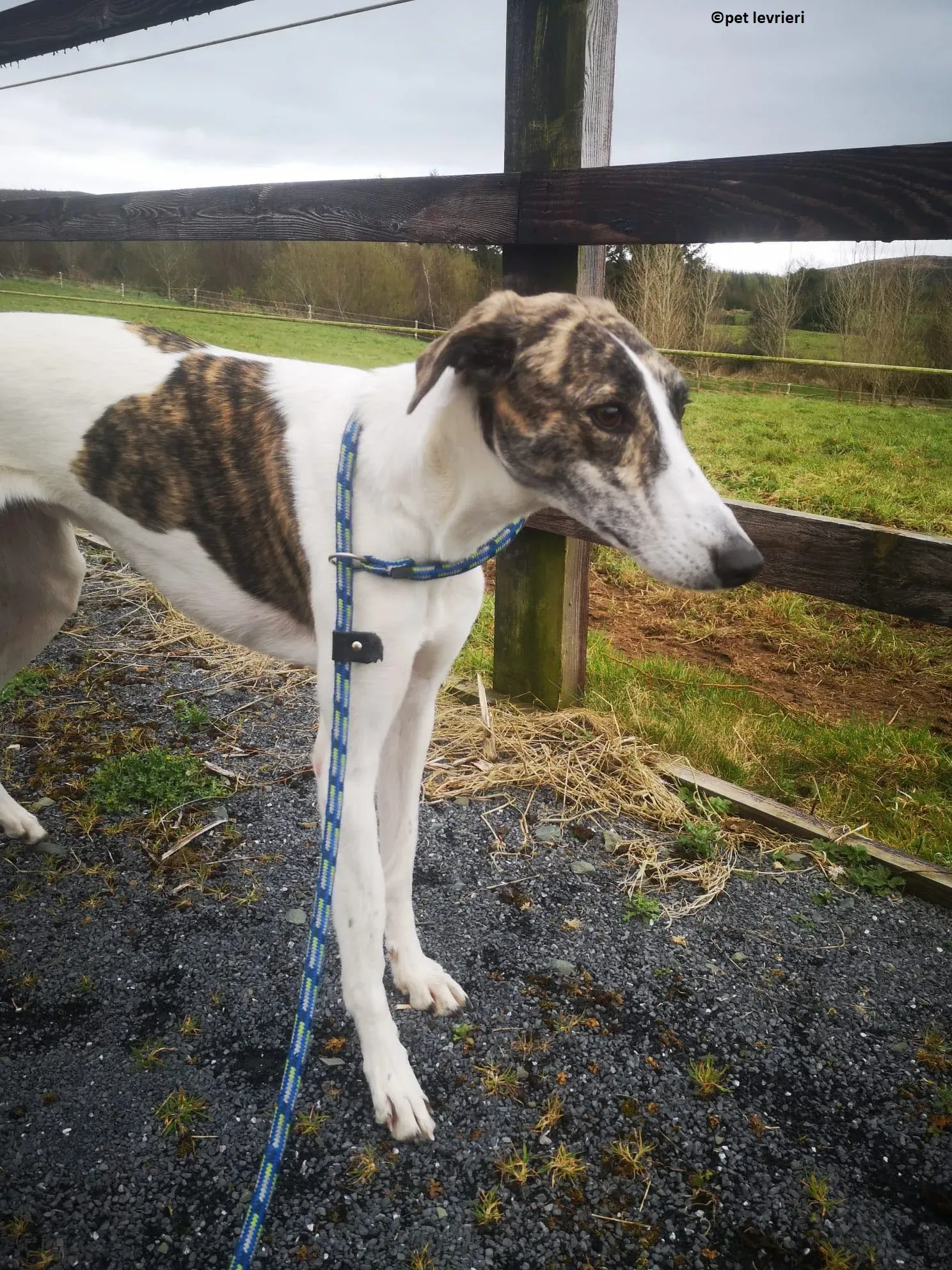 Samantha adozione levriero lurcher9