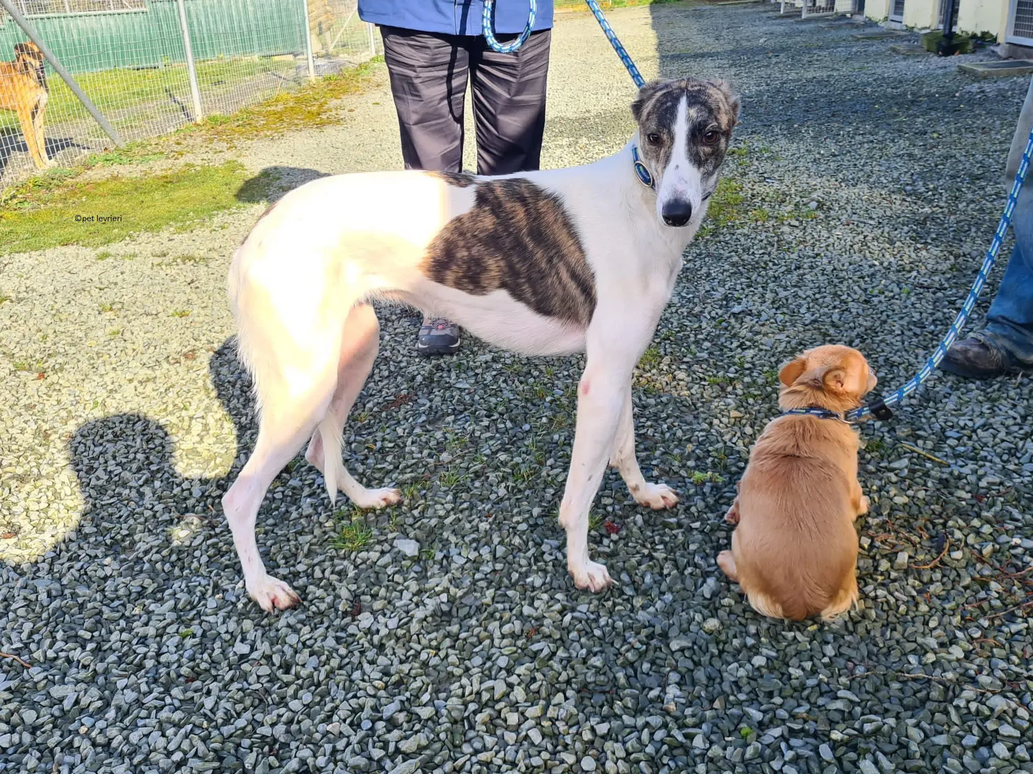 Samatha adozione levriero lurcher1