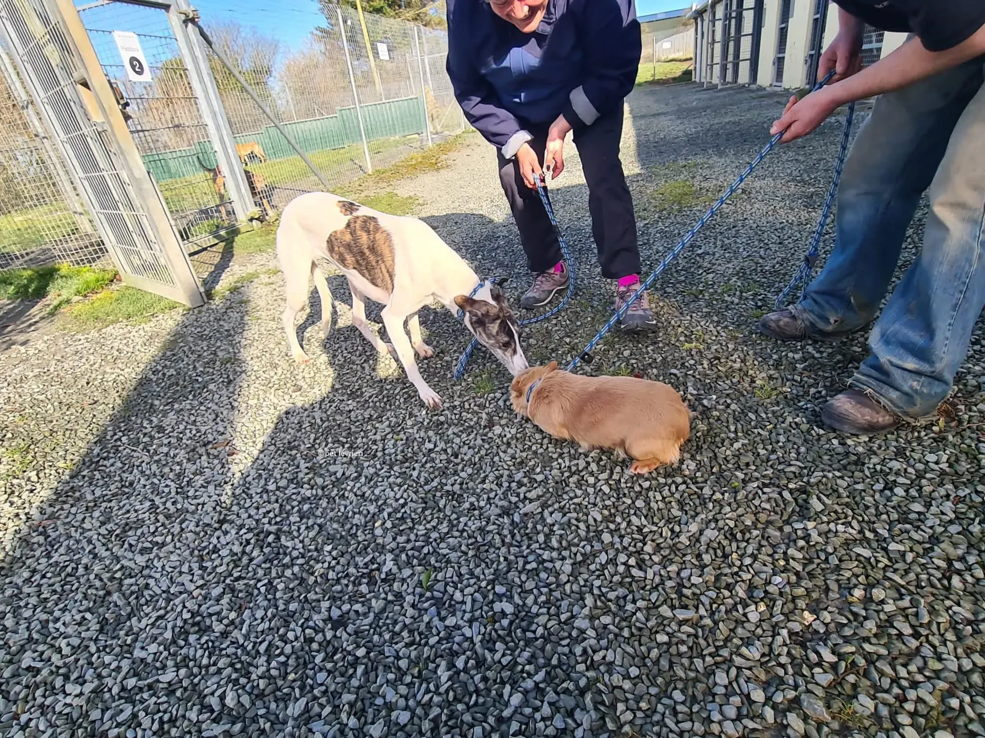 Samatha adozione levriero lurcher2