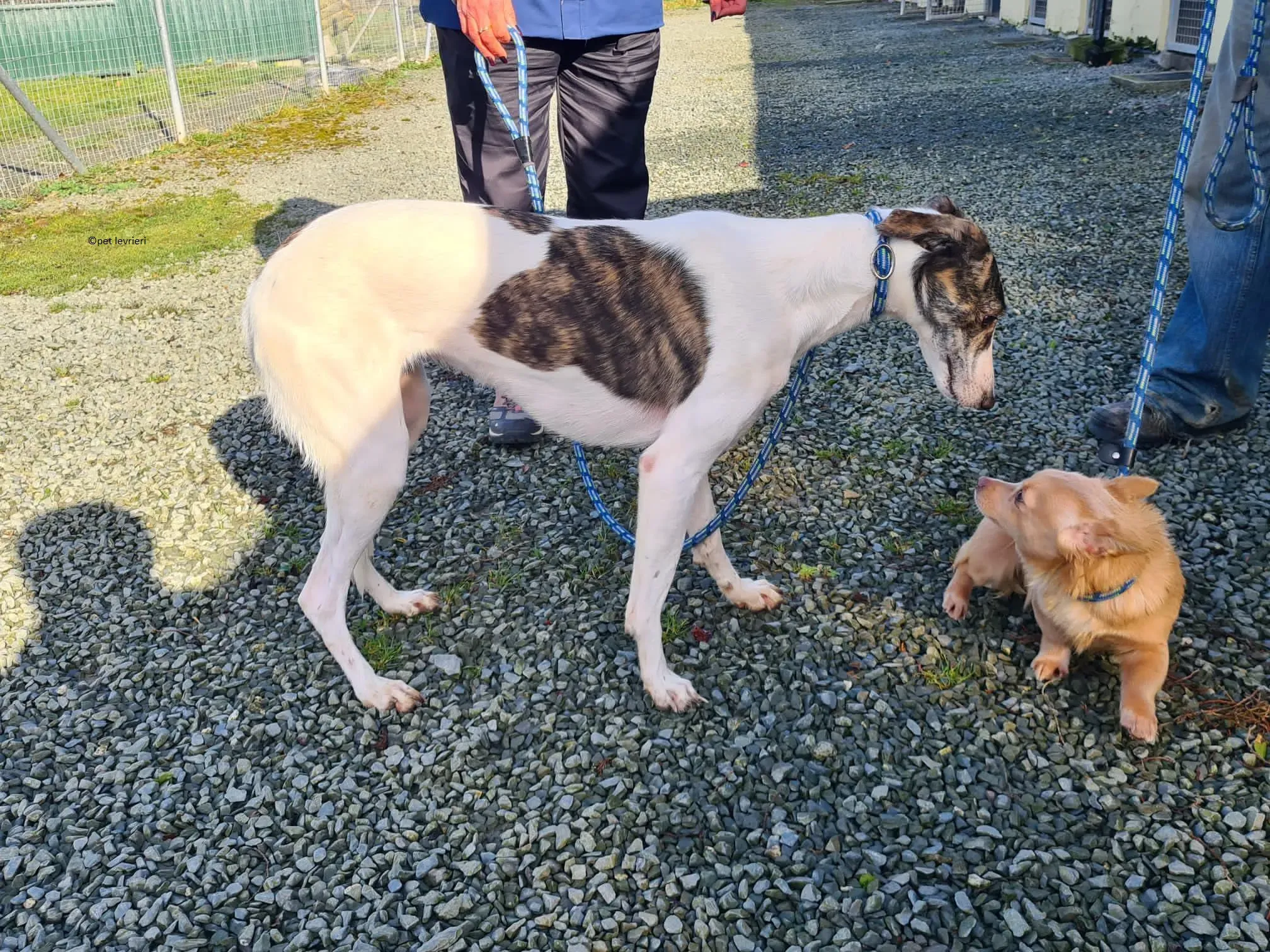 Samatha adozione levriero lurcher3