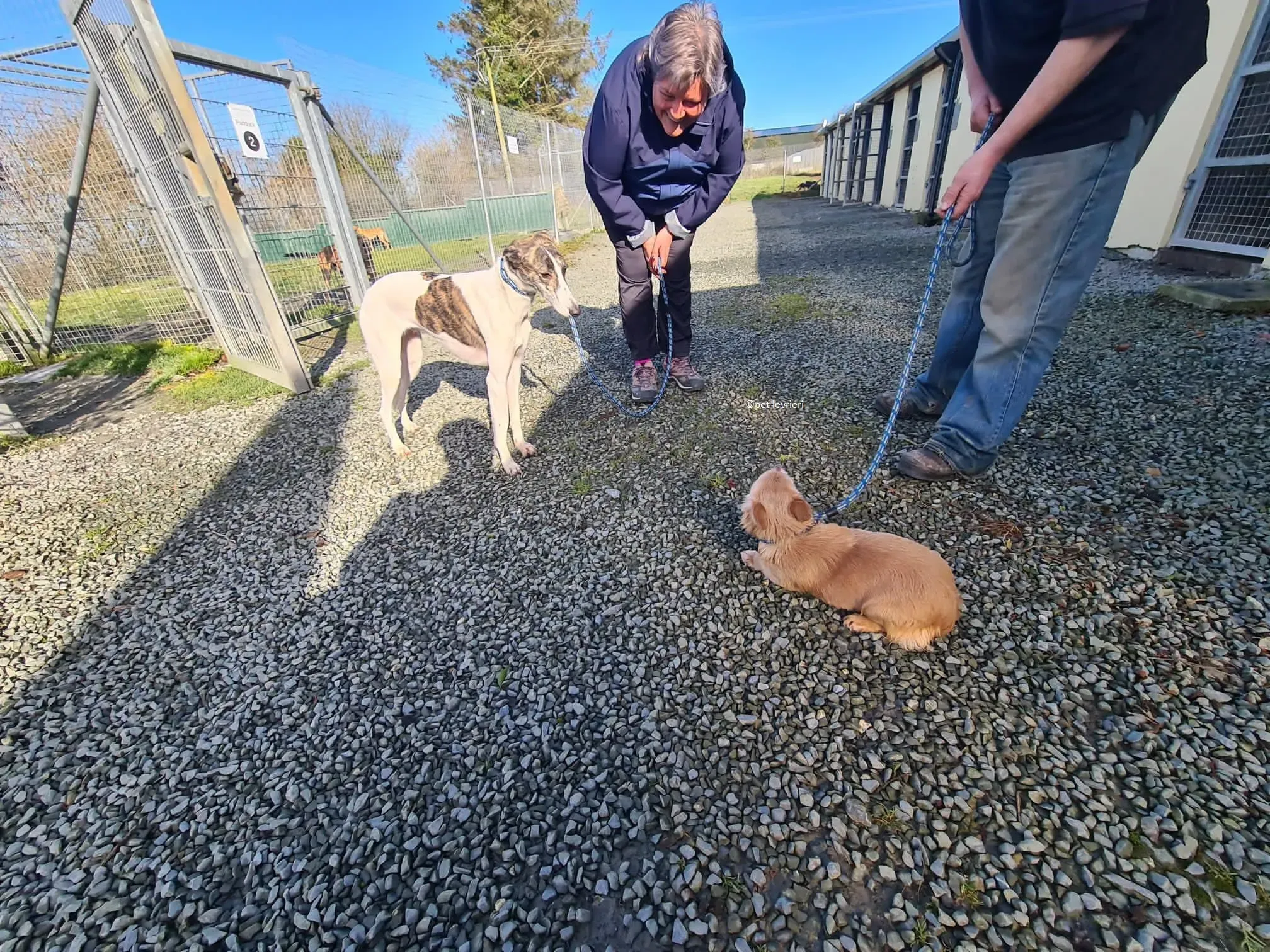 Samatha adozione levriero lurcher4