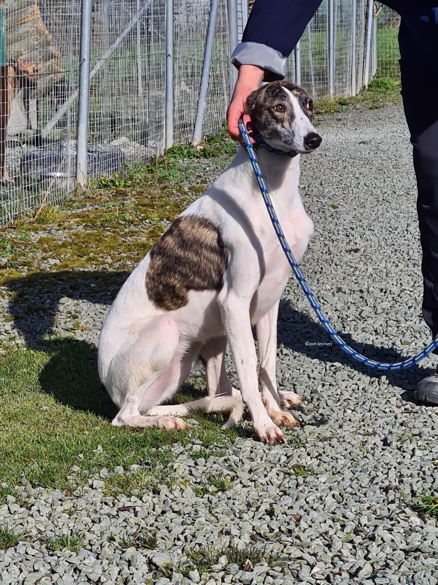 Samatha adozione levriero lurcher5