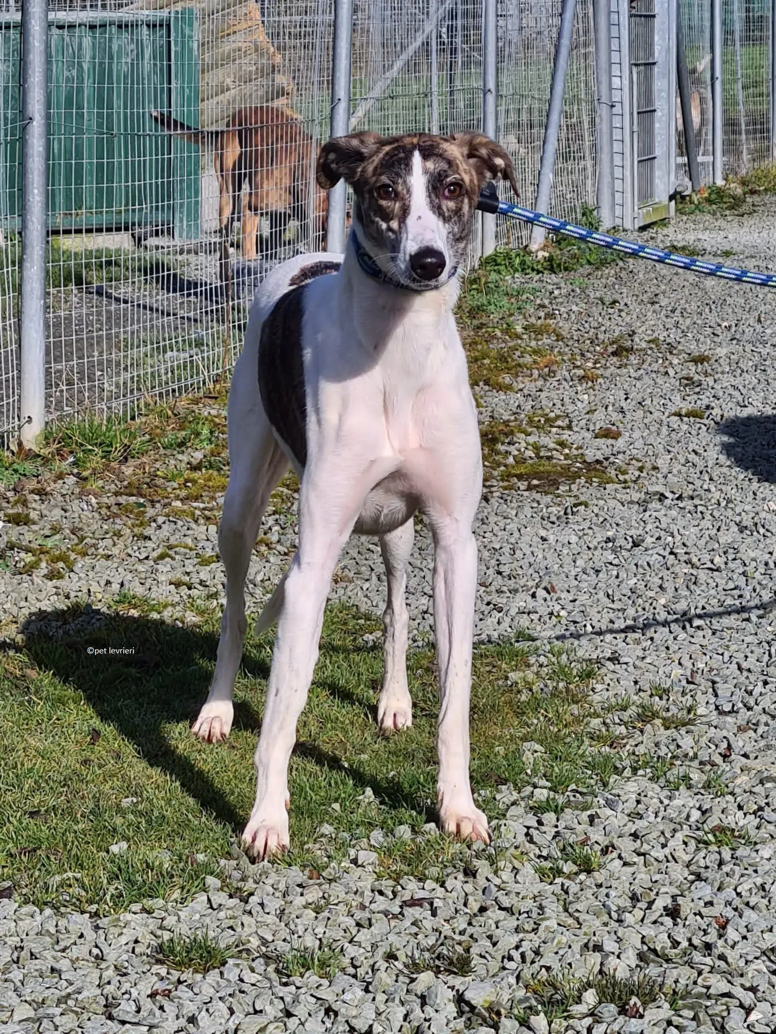 Samatha adozione levriero lurcher6