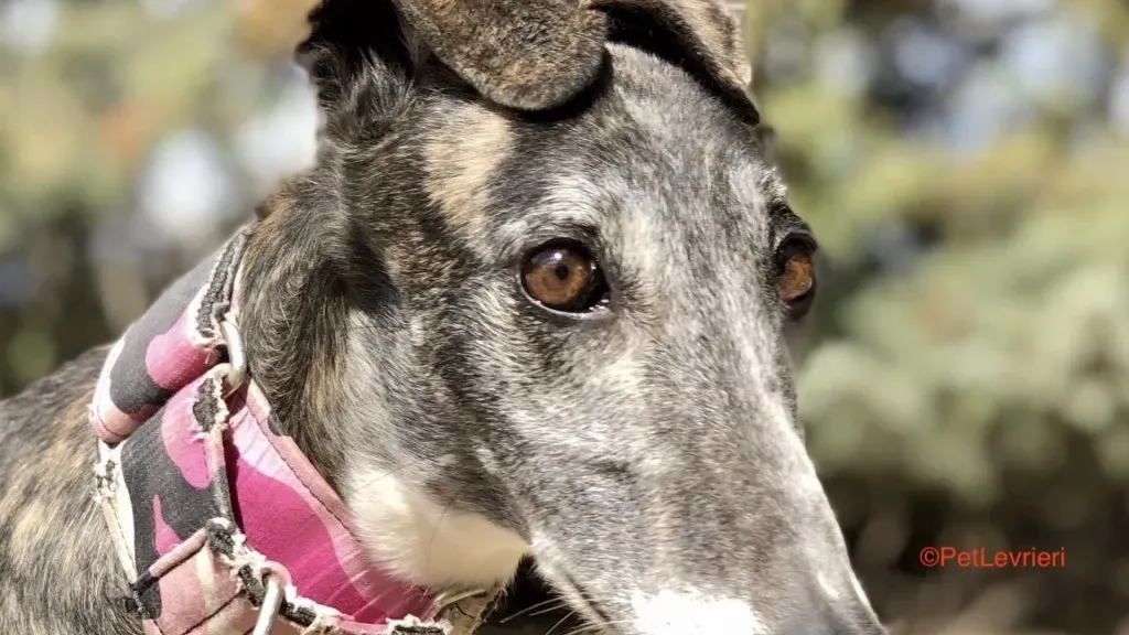 Samba adozione levrieri galgo 1