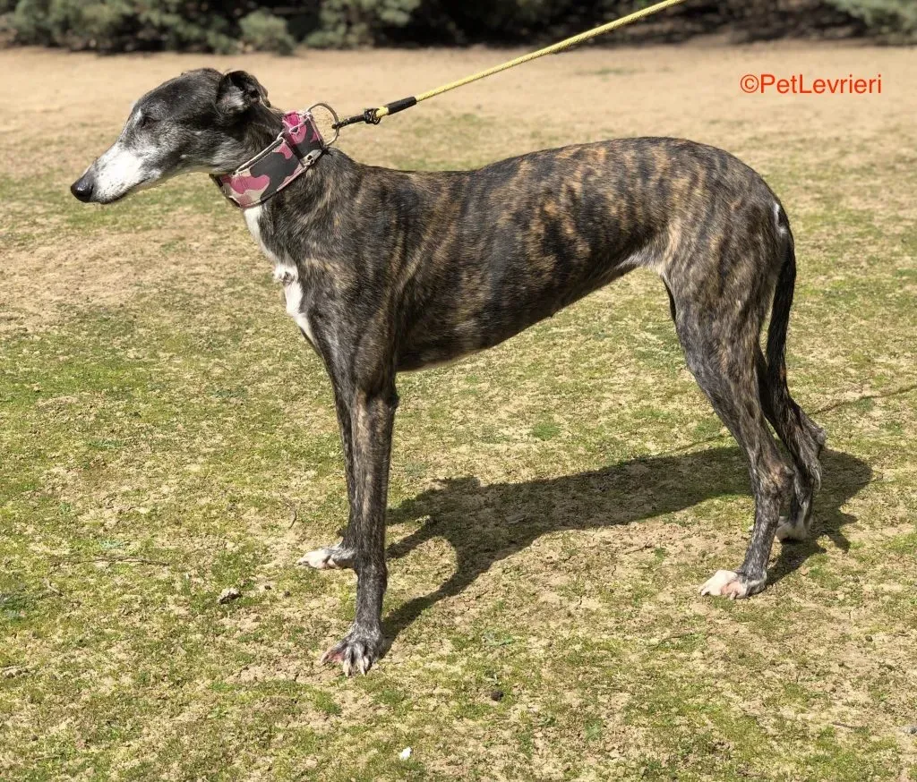 Samba adozione levrieri galgo 2