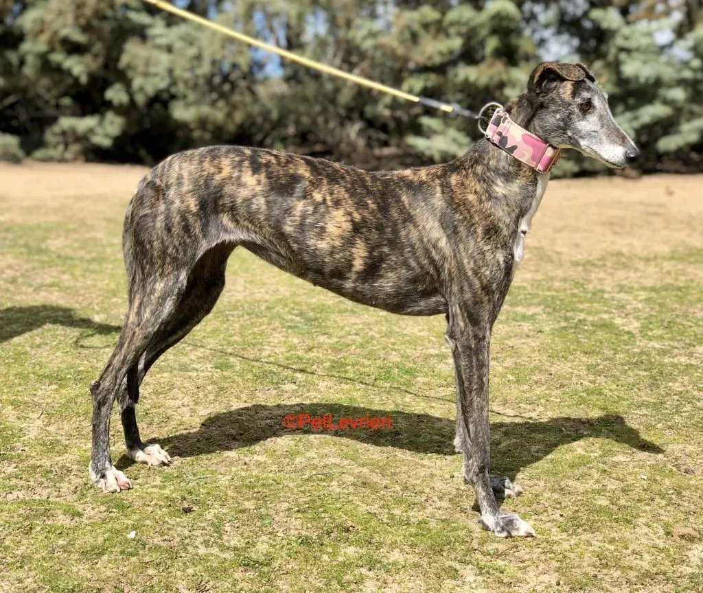 Samba adozione levrieri galgo 3