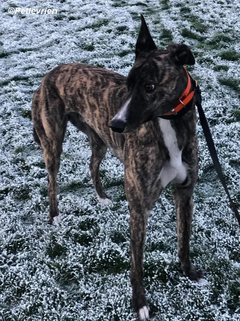 Sammy adozione levrieri greyhound 1