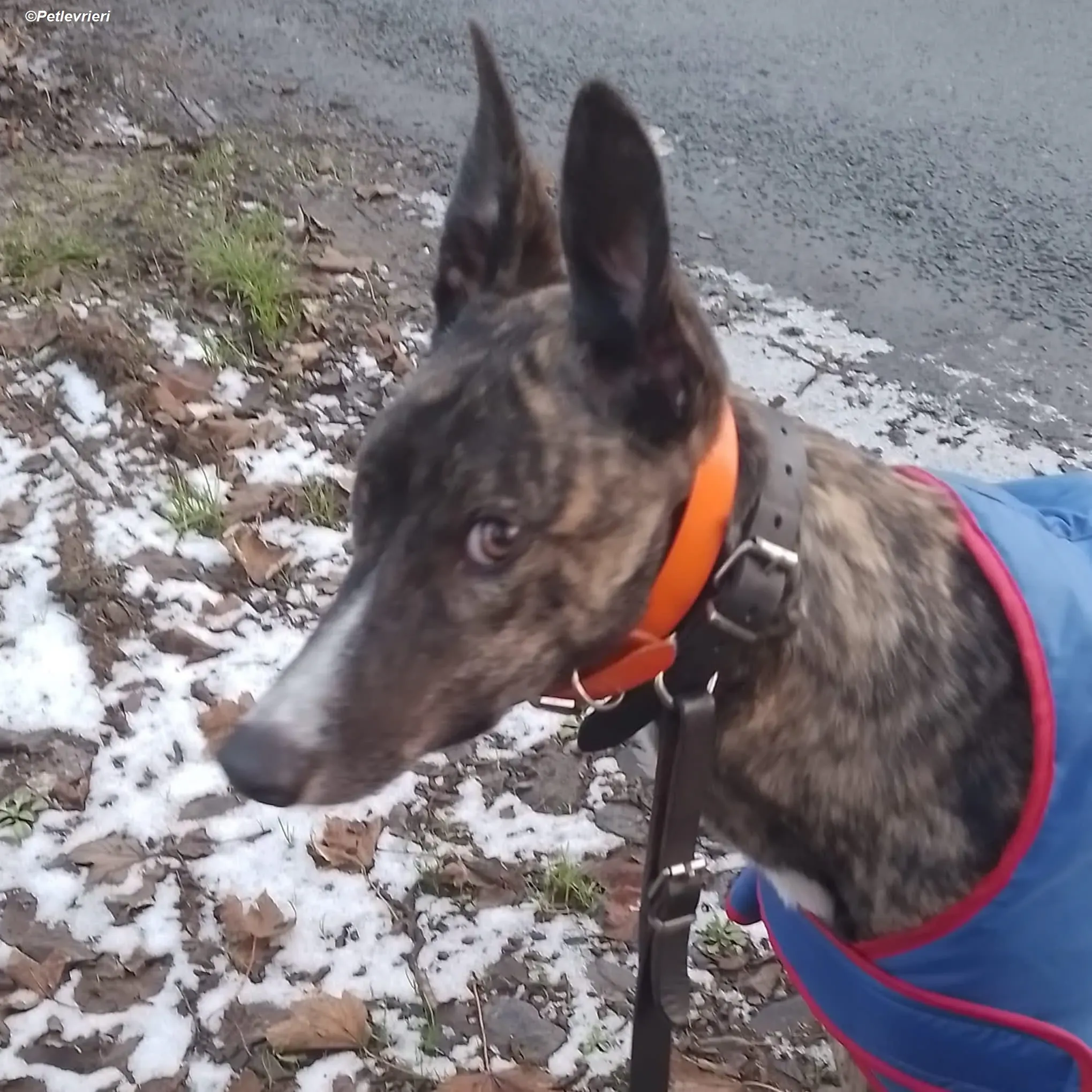 Sammy adozione levrieri greyhound 10