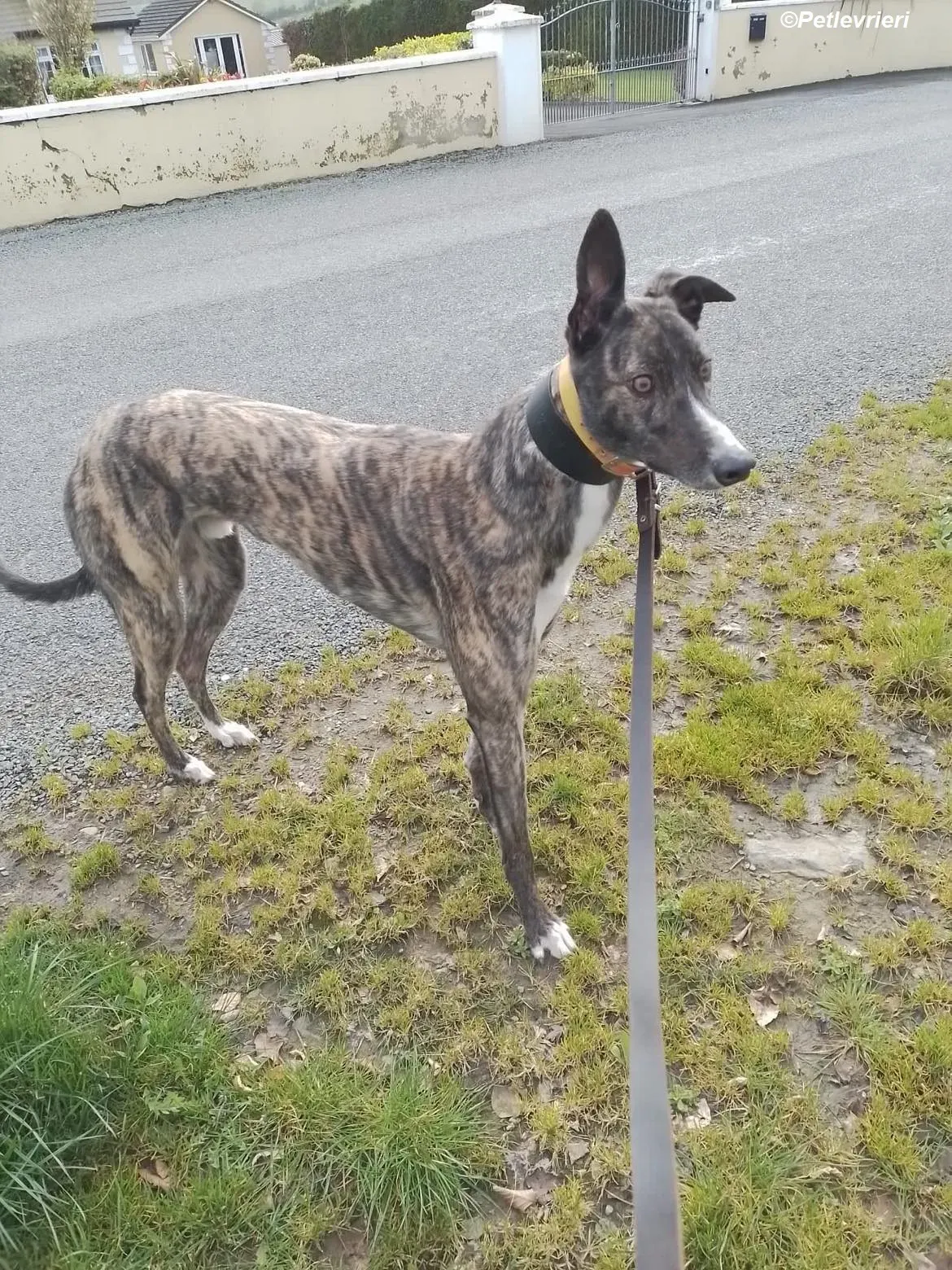 Sammy adozione levrieri greyhound 11