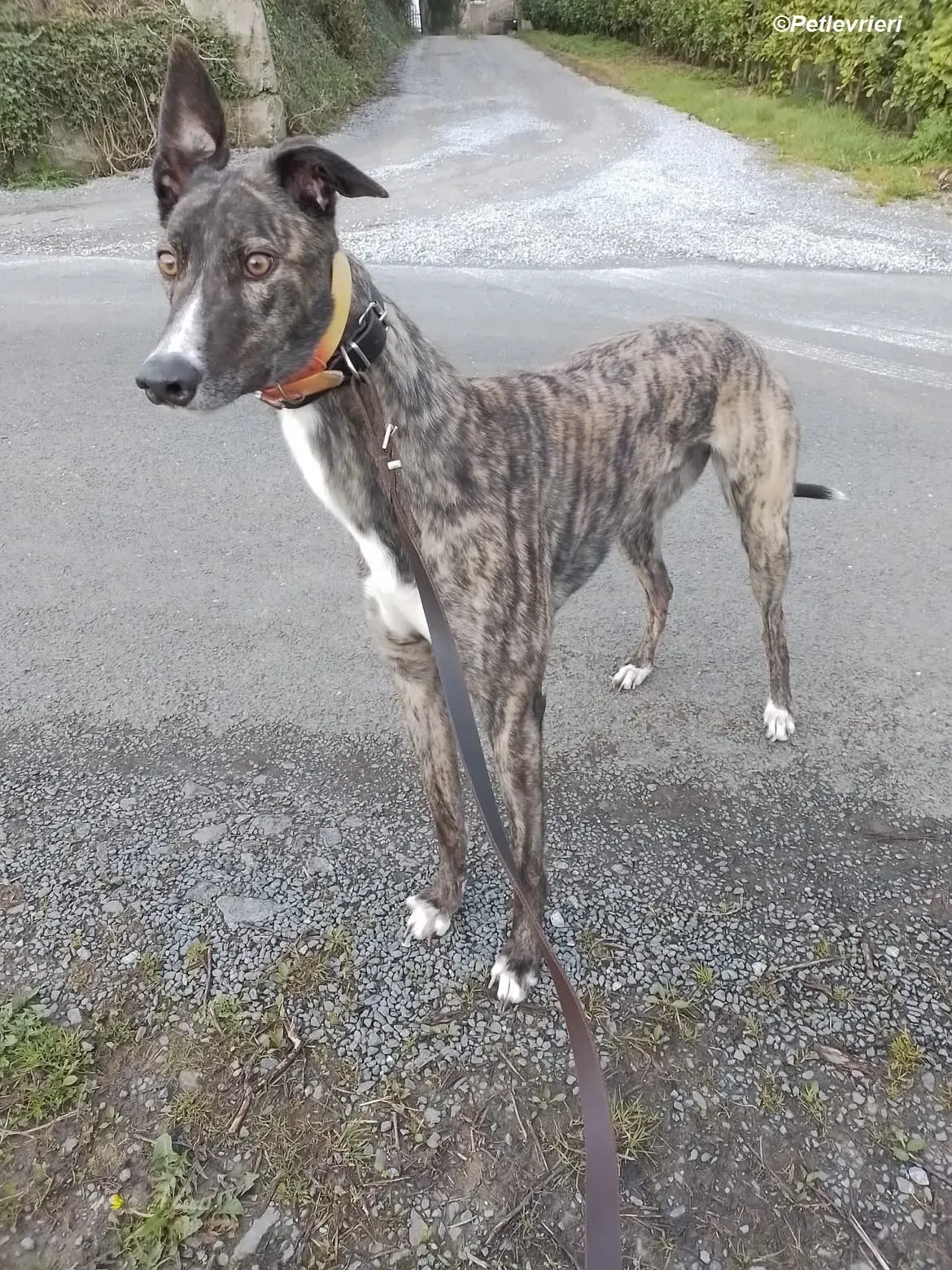 Sammy adozione levrieri greyhound 12