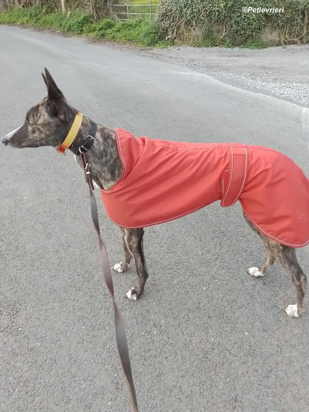 Sammy adozione levrieri greyhound 13