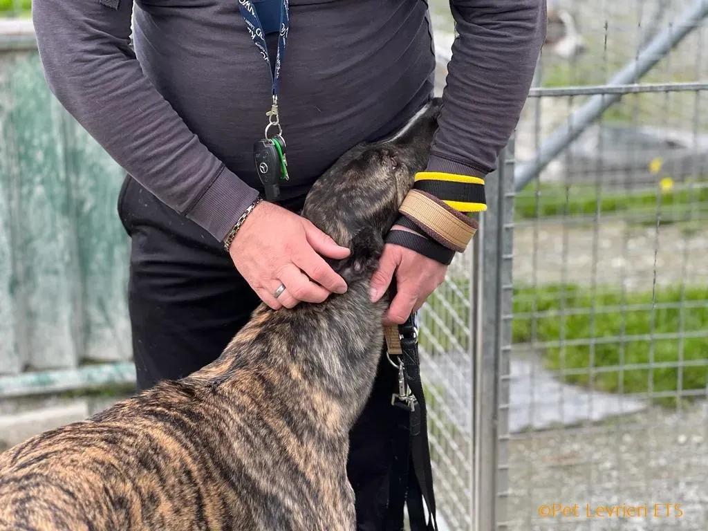 Sammy adozione levrieri greyhound 14