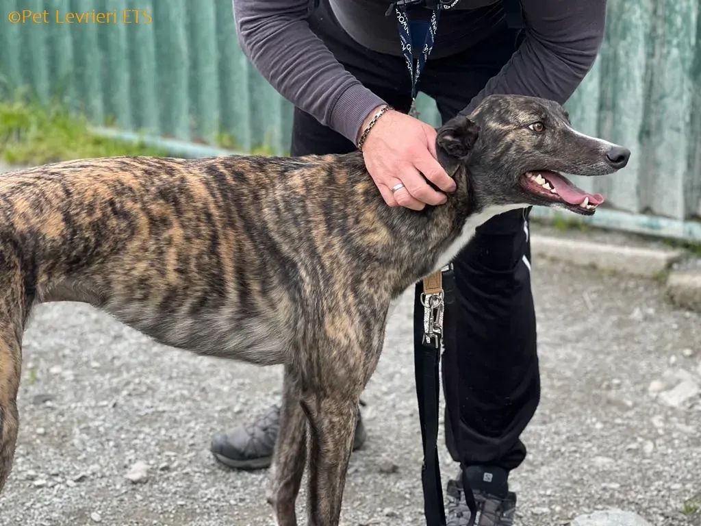 Sammy adozione levrieri greyhound 15