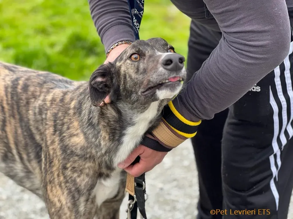 Sammy adozione levrieri greyhound 16