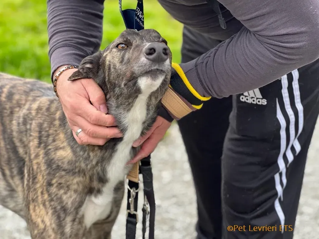 Sammy adozione levrieri greyhound 17
