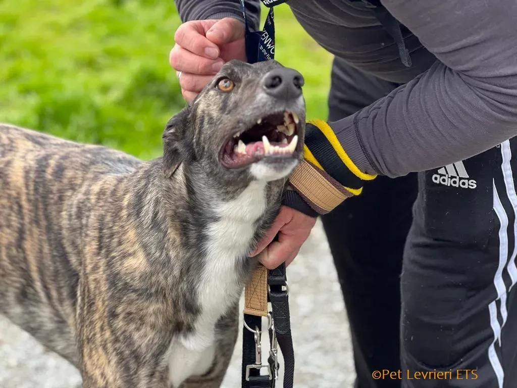 Sammy adozione levrieri greyhound 18