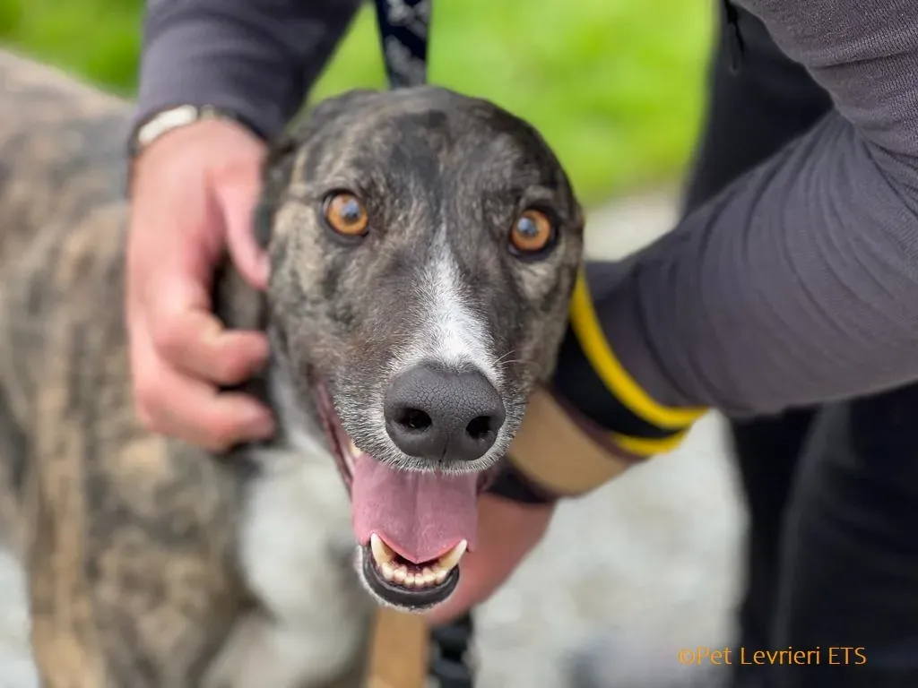 Sammy adozione levrieri greyhound 19
