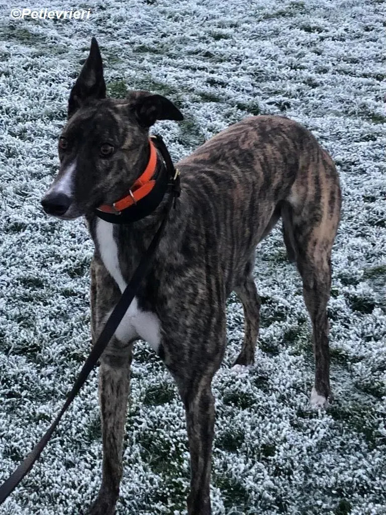Sammy adozione levrieri greyhound 2