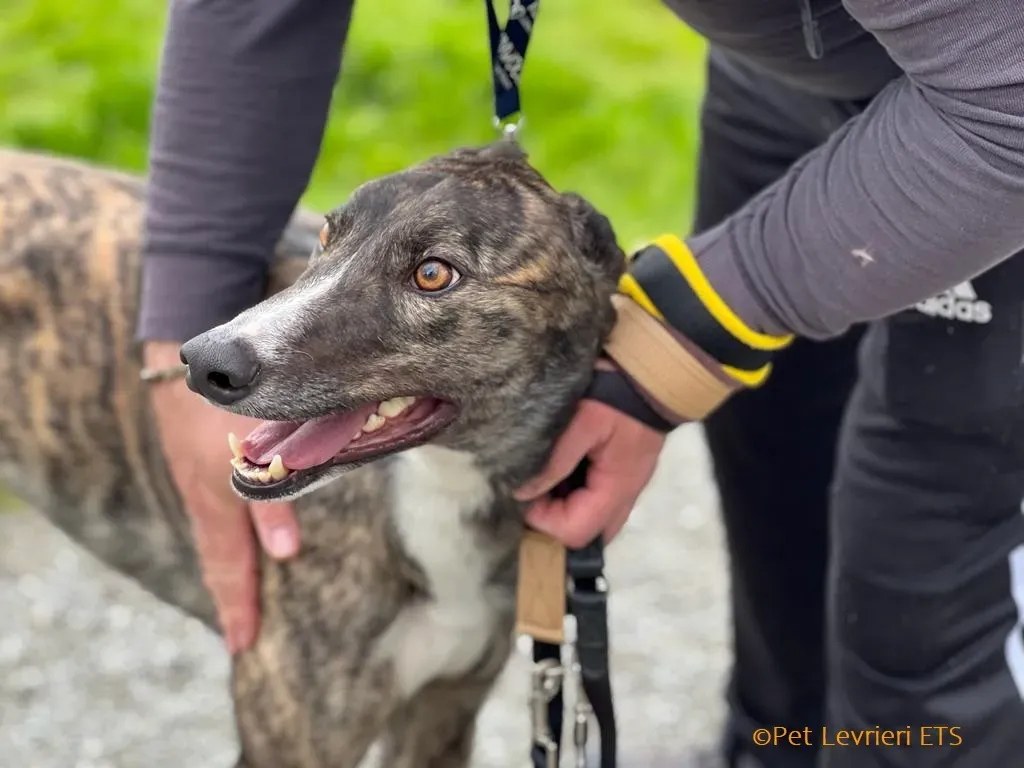 Sammy adozione levrieri greyhound 20