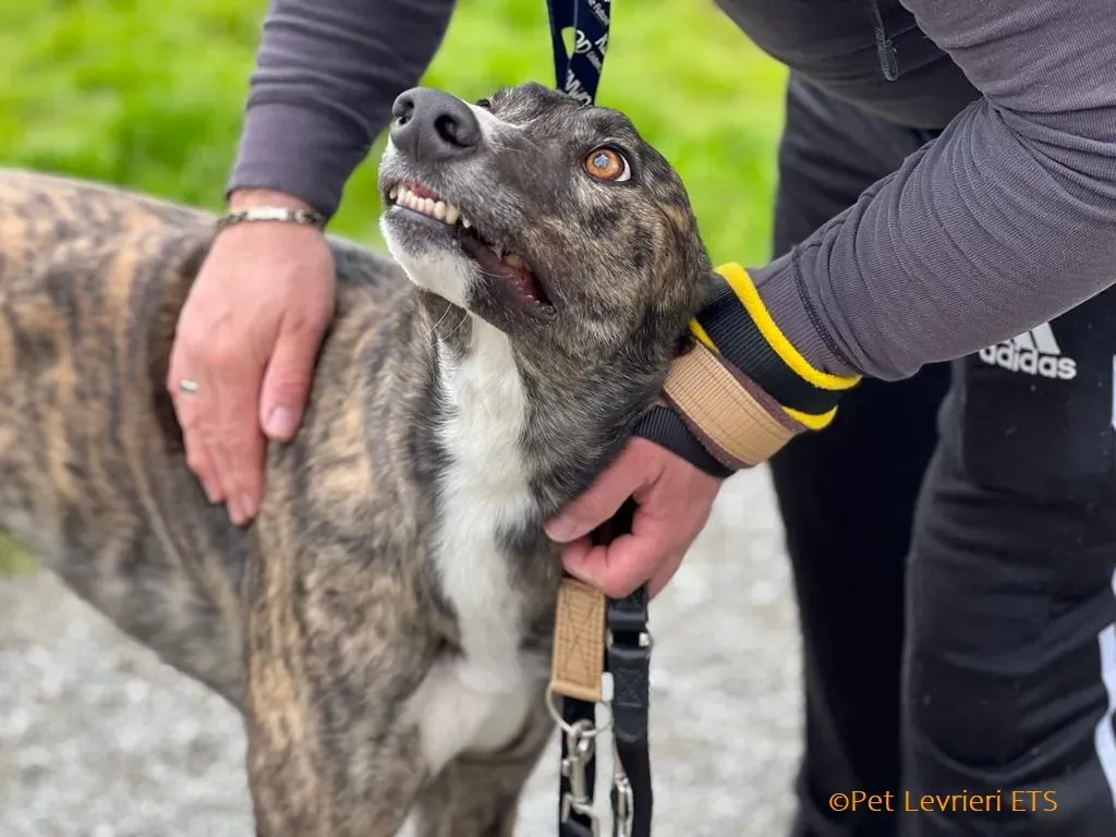 Sammy adozione levrieri greyhound 21