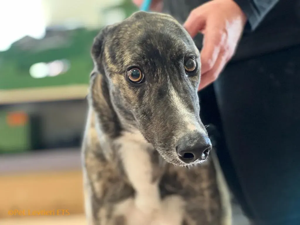 Sammy adozione levrieri greyhound 22