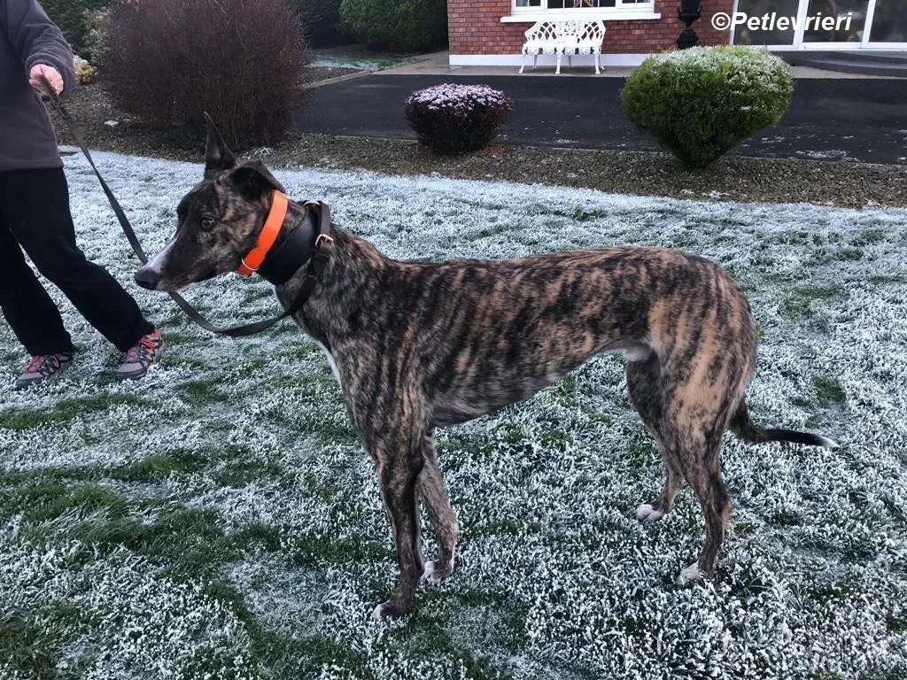 Sammy adozione levrieri greyhound 3