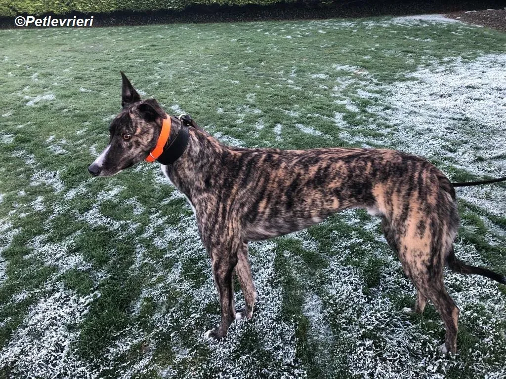 Sammy adozione levrieri greyhound 4