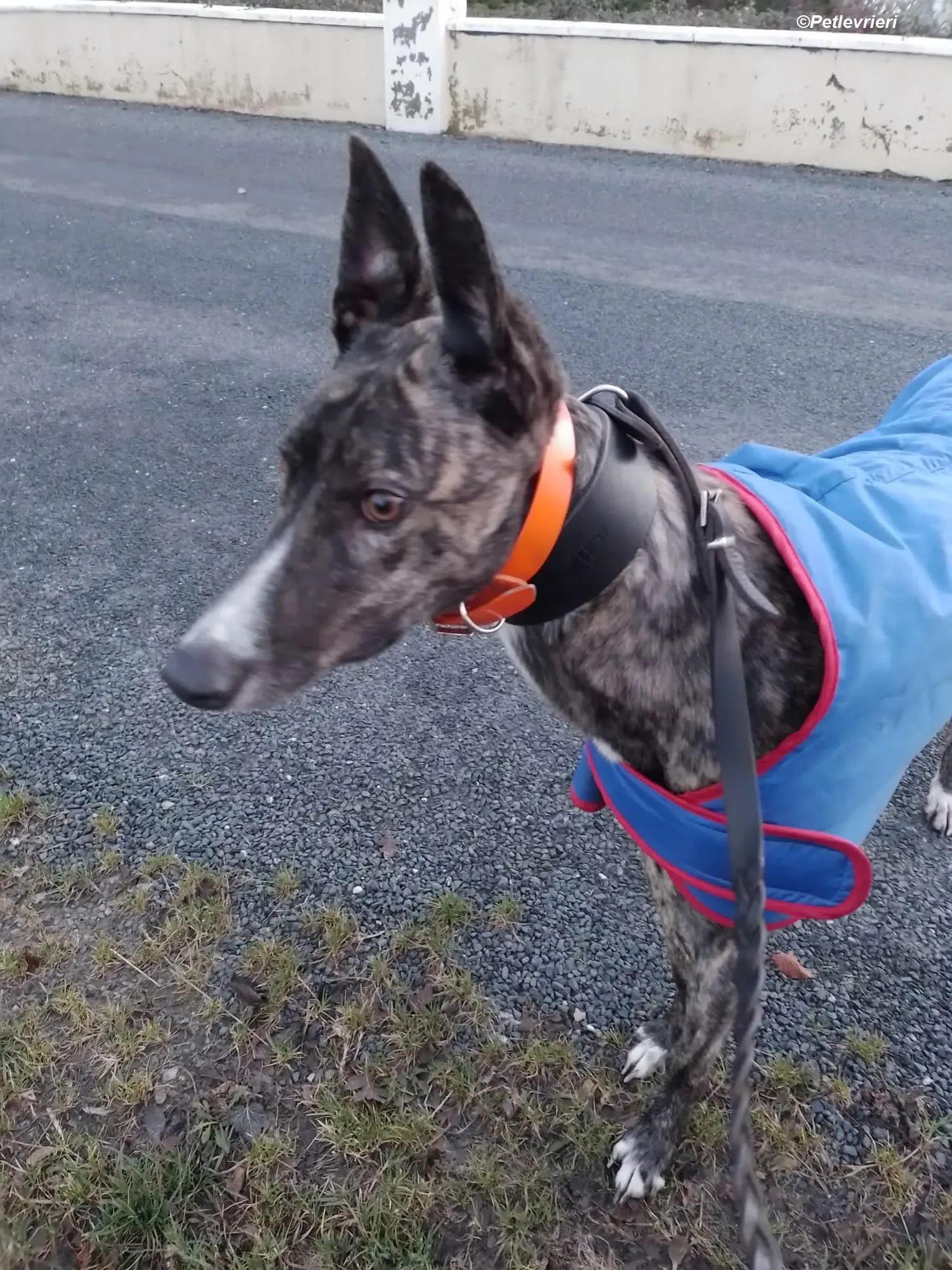 Sammy adozione levrieri greyhound 5