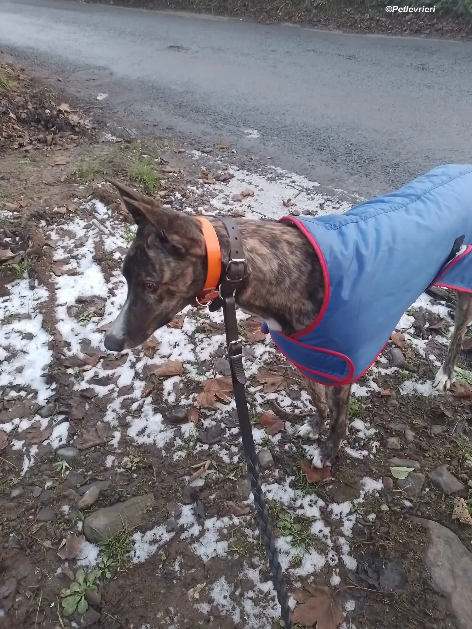 Sammy adozione levrieri greyhound 6