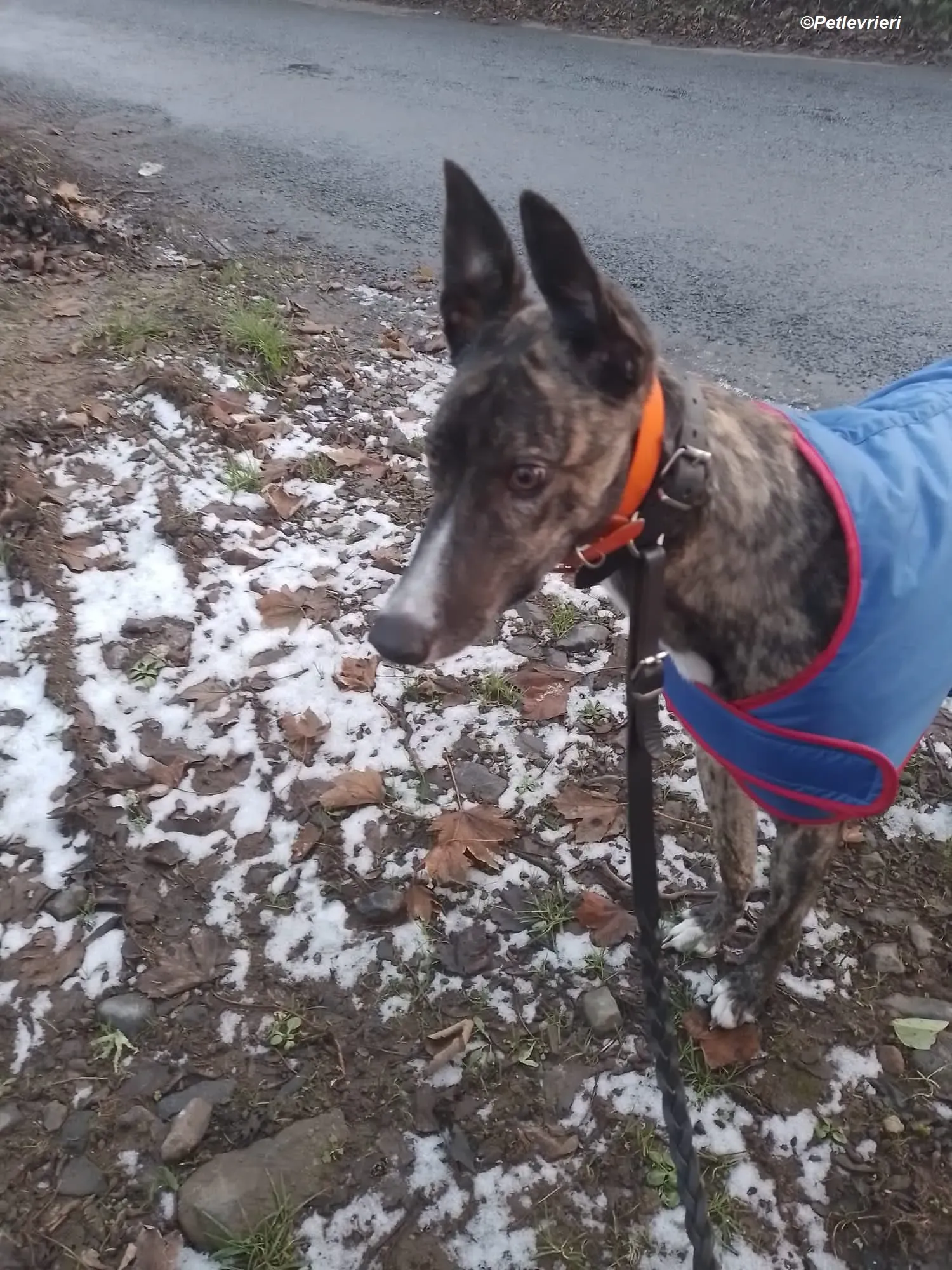 Sammy adozione levrieri greyhound 7