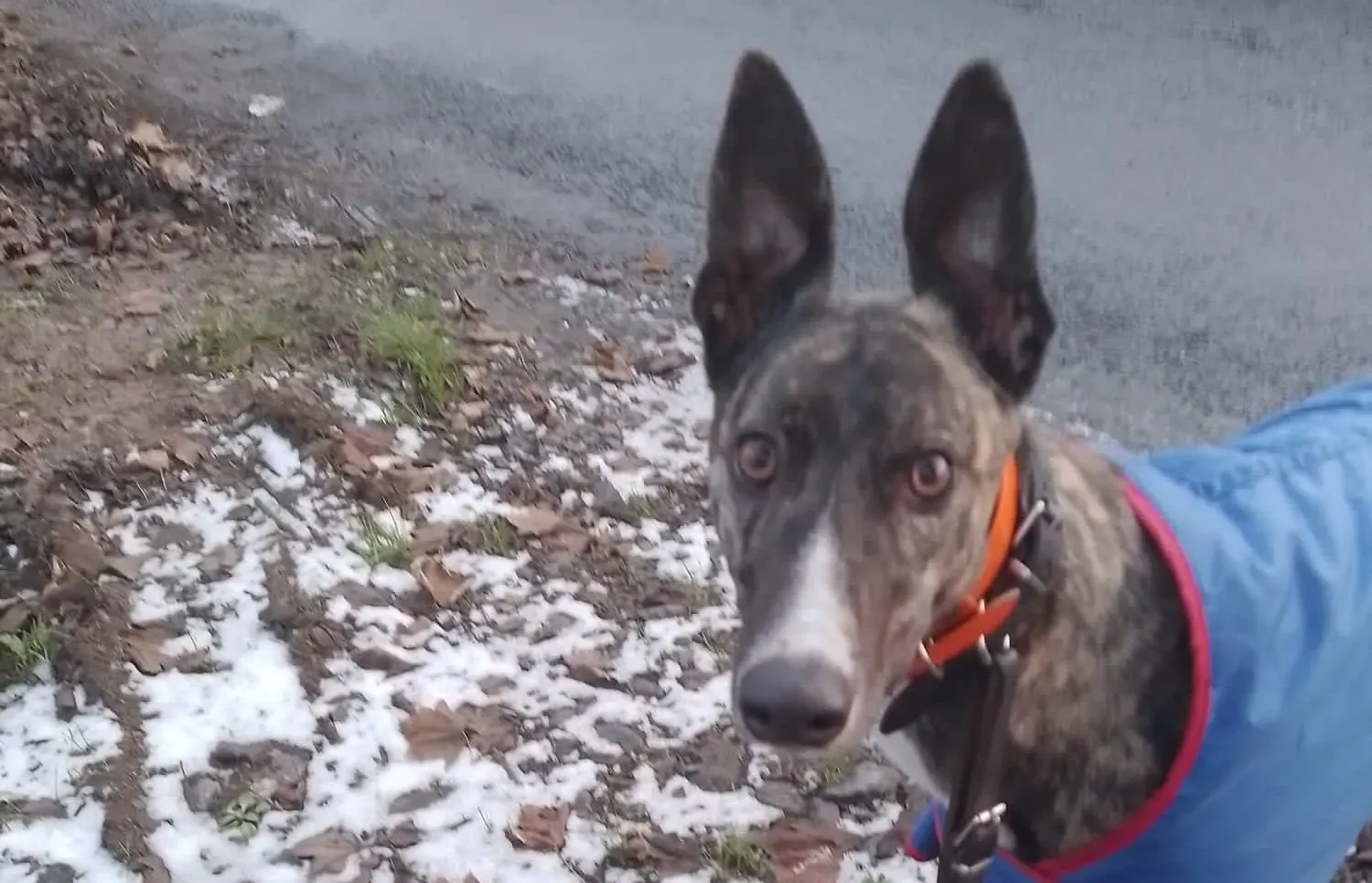 Sammy adozione levrieri greyhound 8 e1671193571622