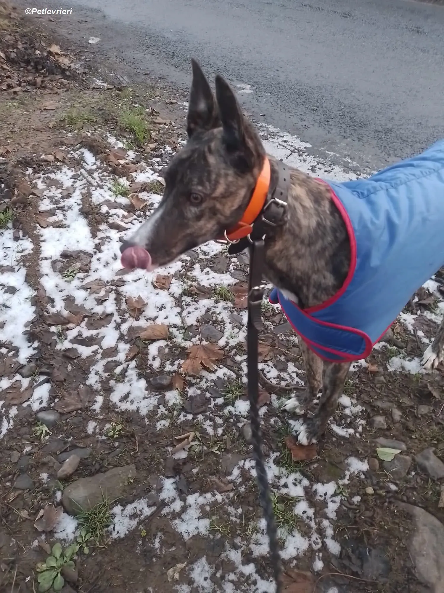 Sammy adozione levrieri greyhound 9