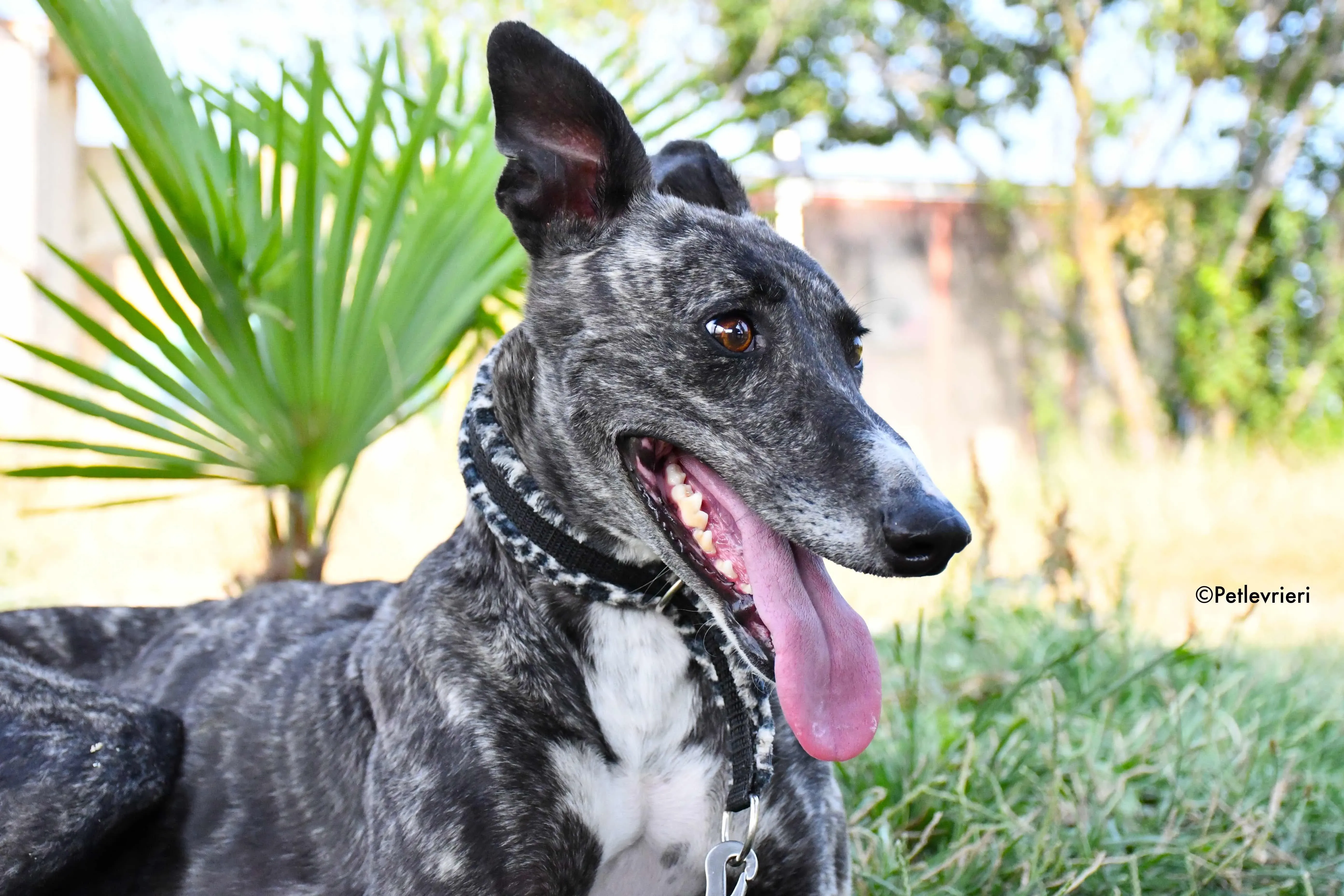 Samsa adozione levrieri galgo 10