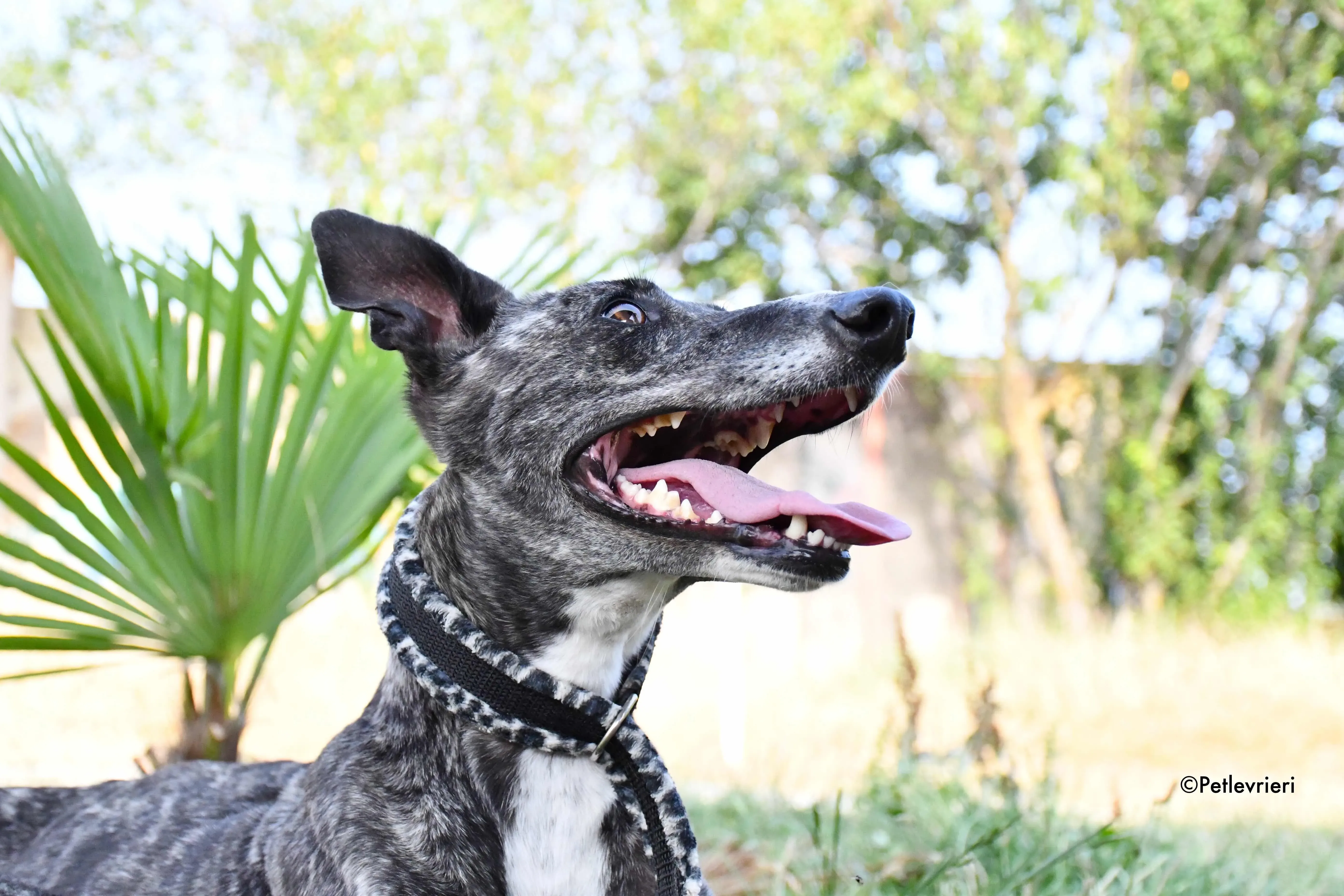 Samsa adozione levrieri galgo 11