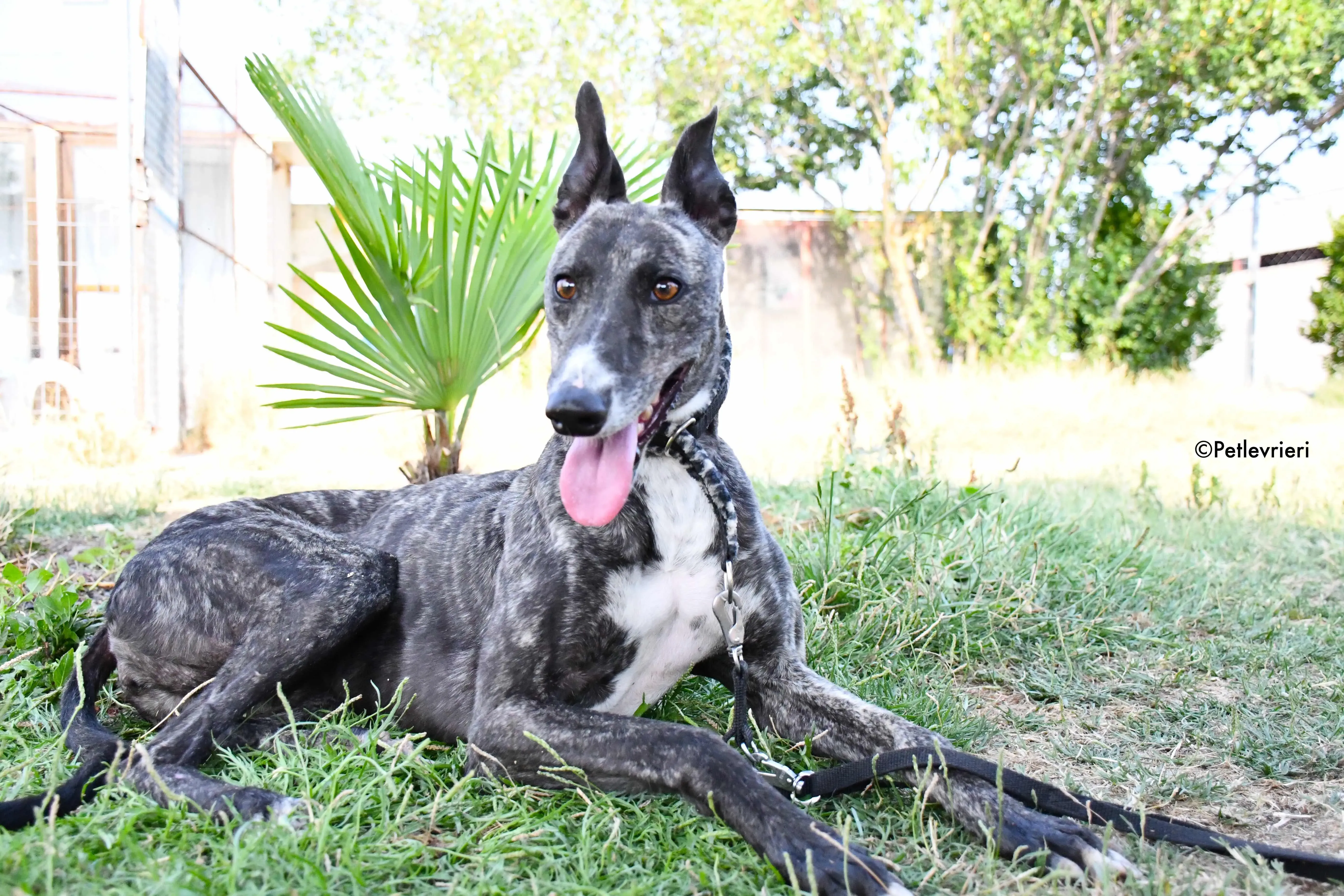 Samsa adozione levrieri galgo 12