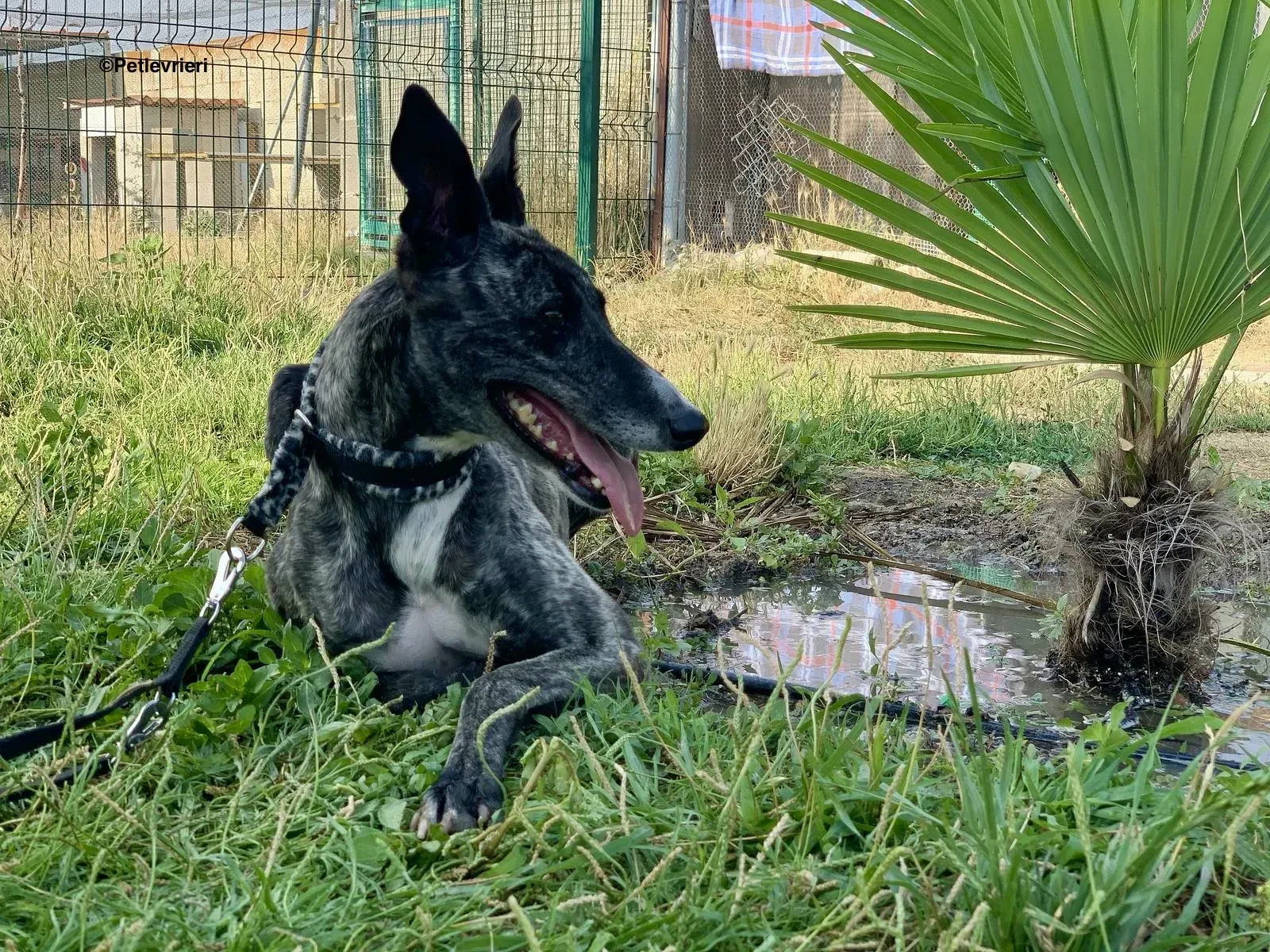 Samsa adozione levrieri galgo 2 1