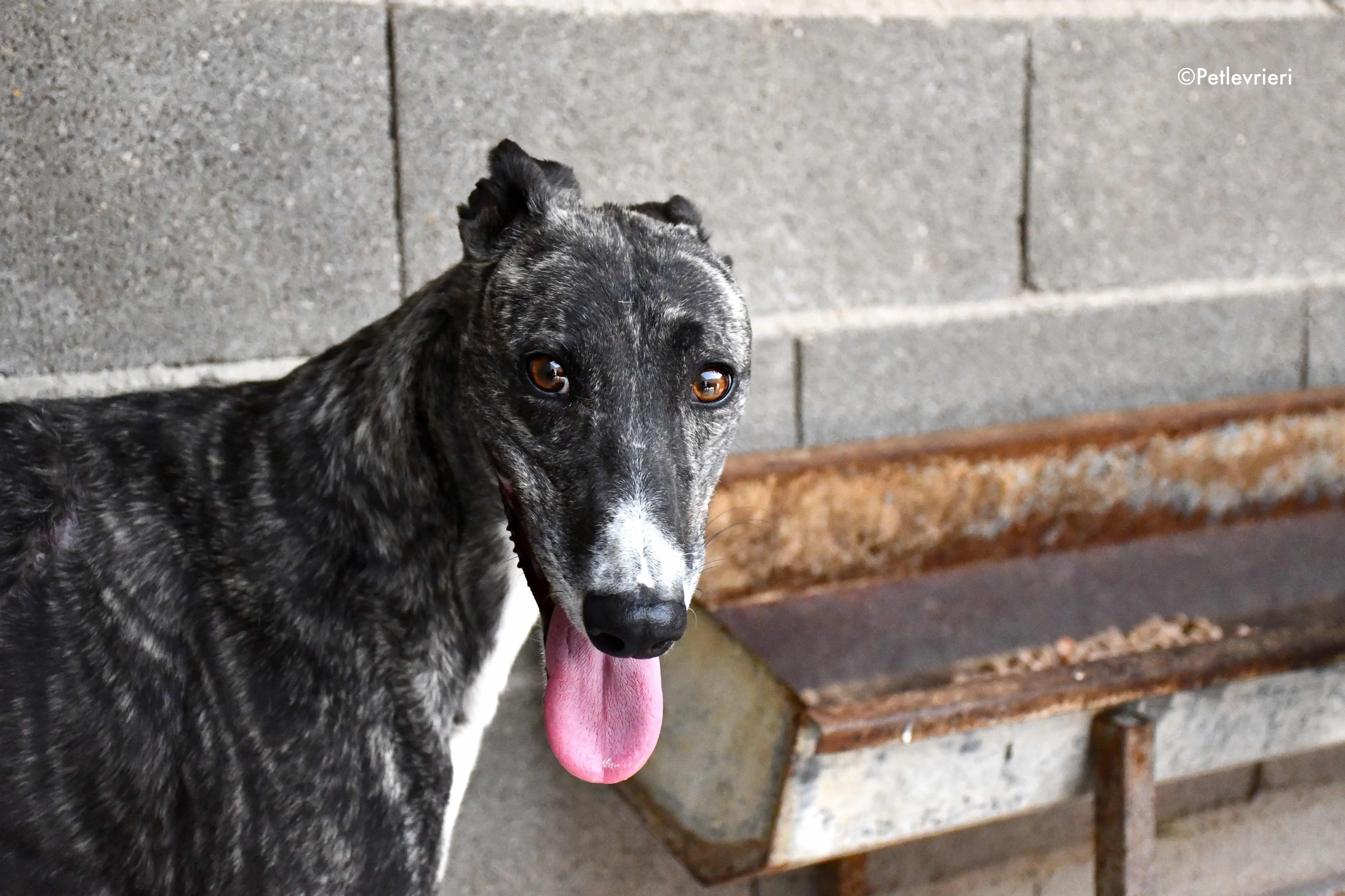 Samsa adozione levrieri galgo 2