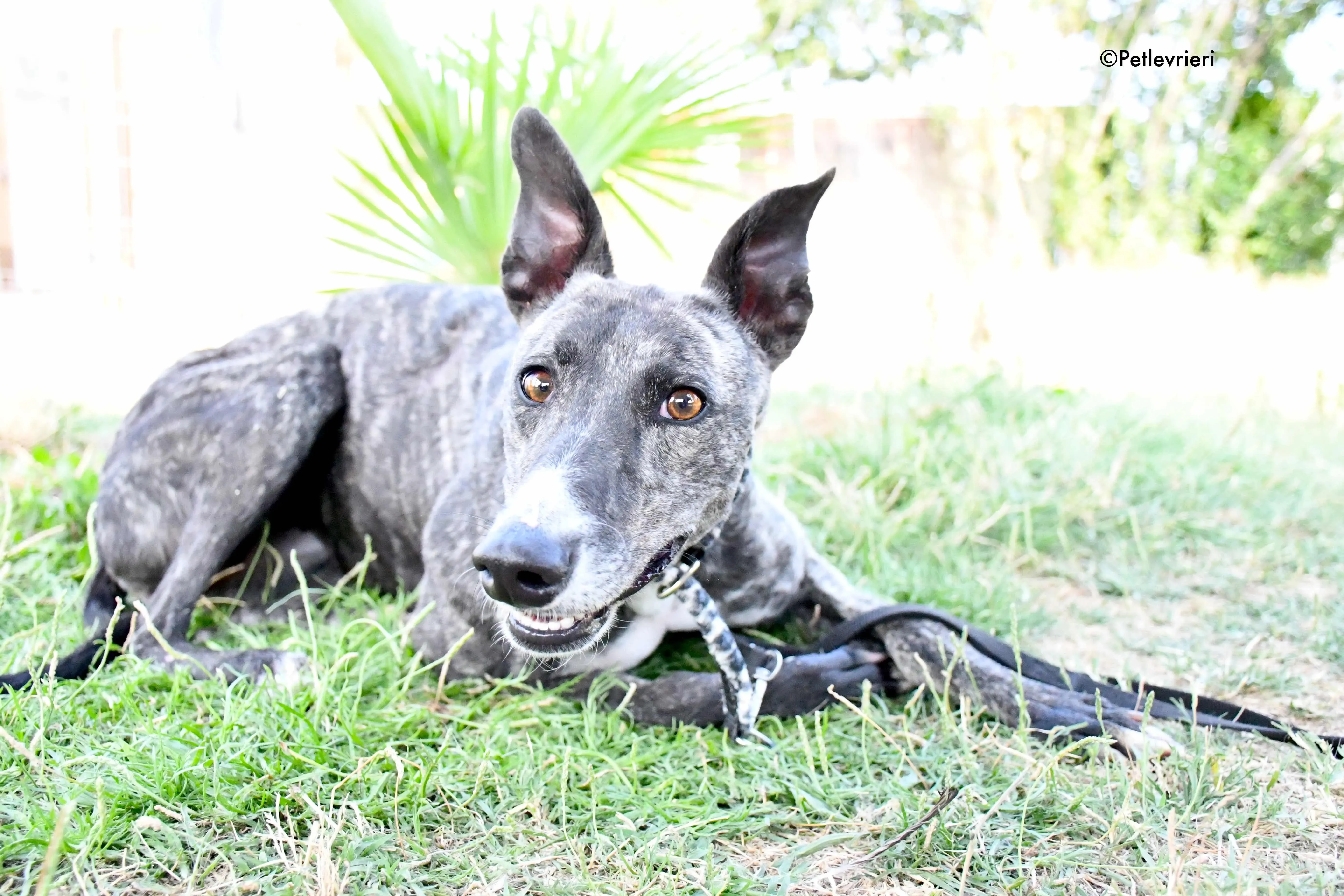 Samsa adozione levrieri galgo 5