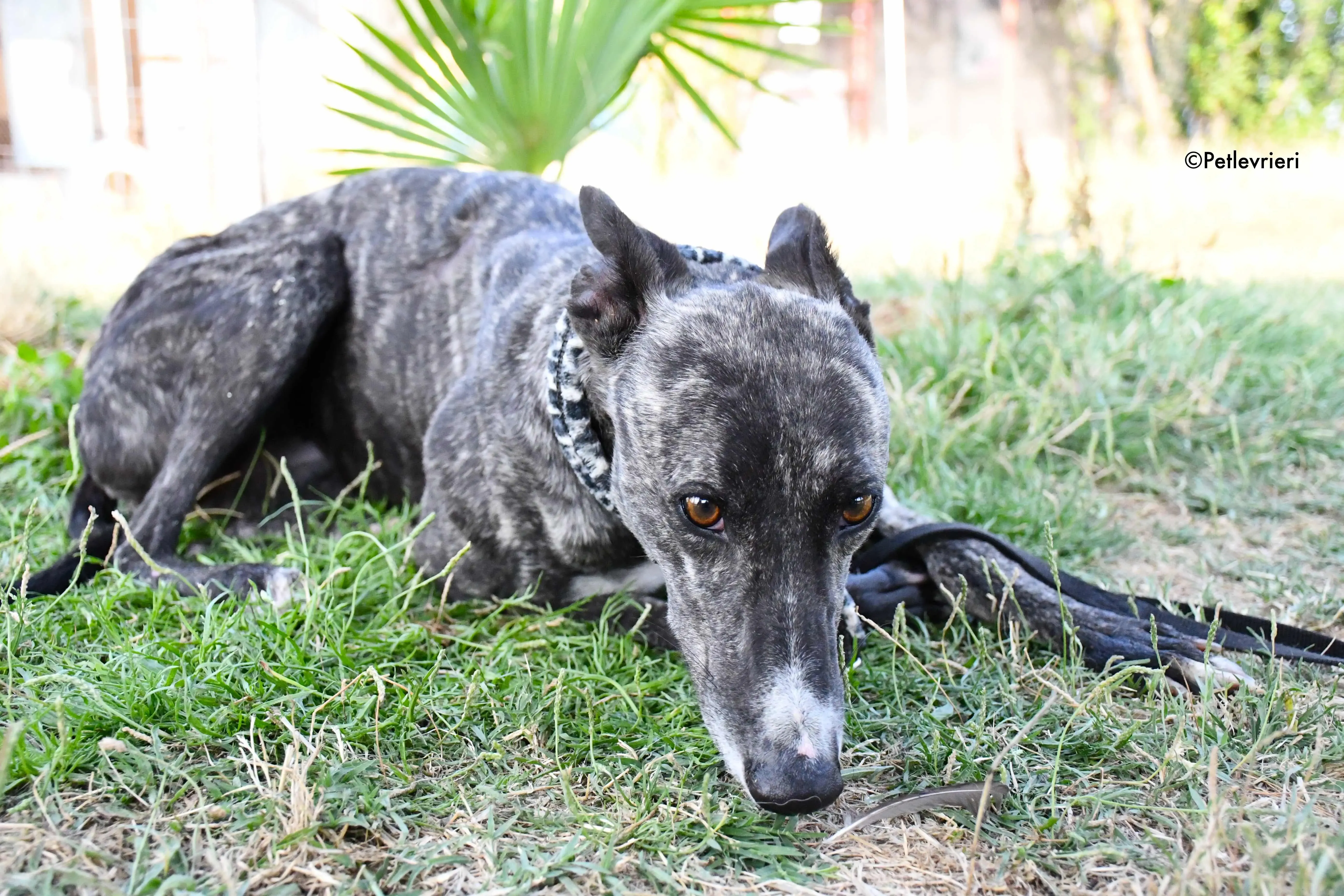 Samsa adozione levrieri galgo 6