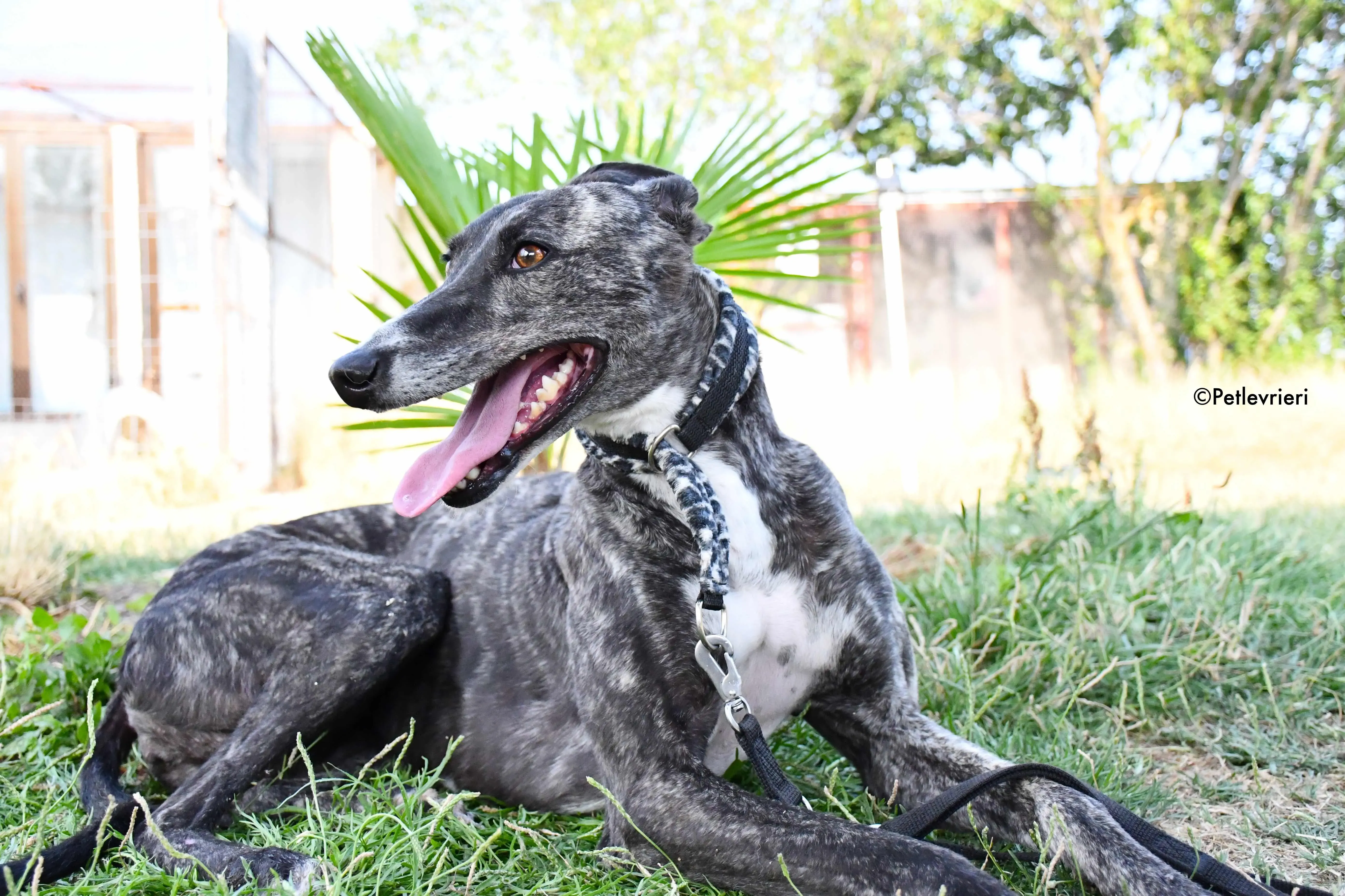 Samsa adozione levrieri galgo 7