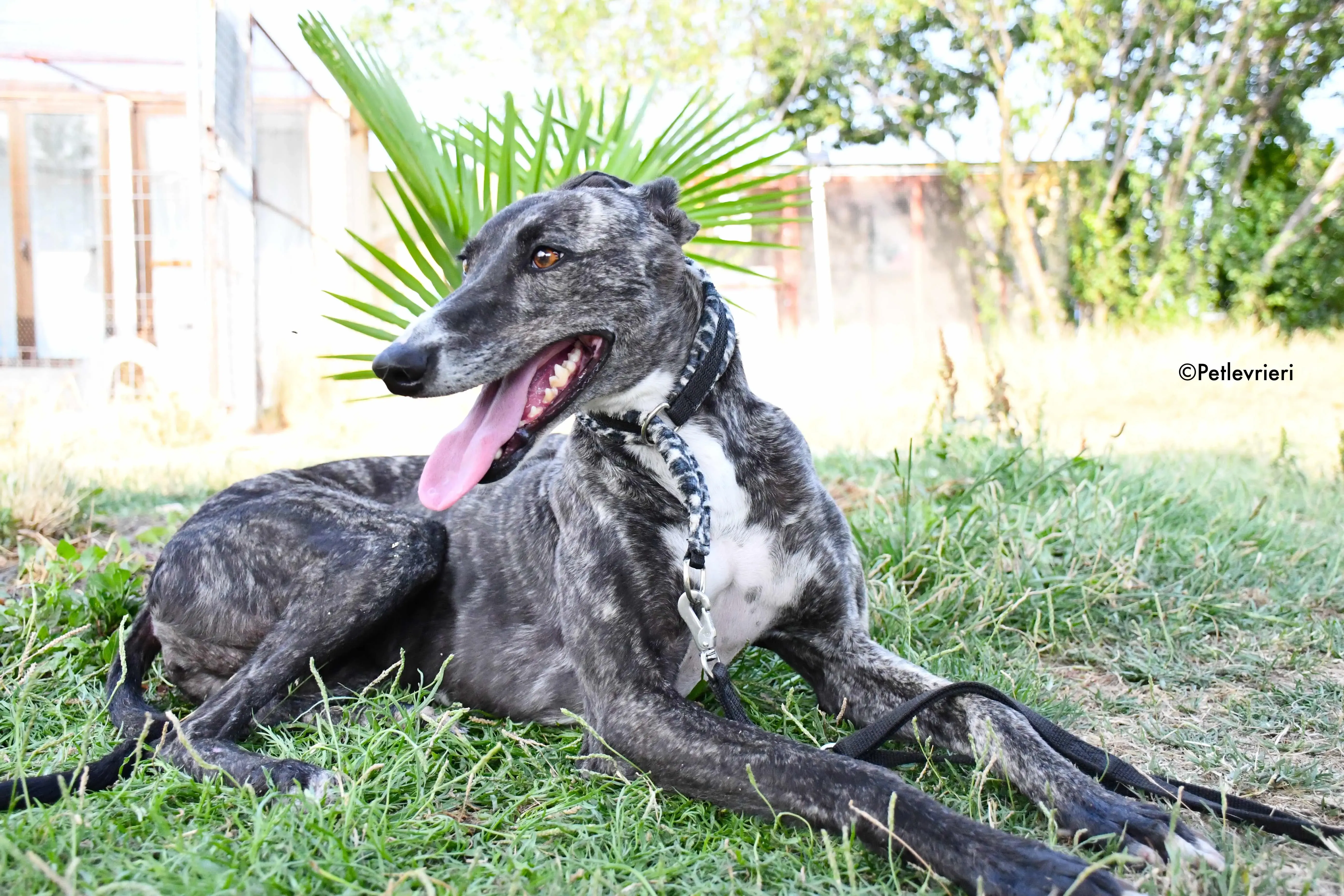 Samsa adozione levrieri galgo 8