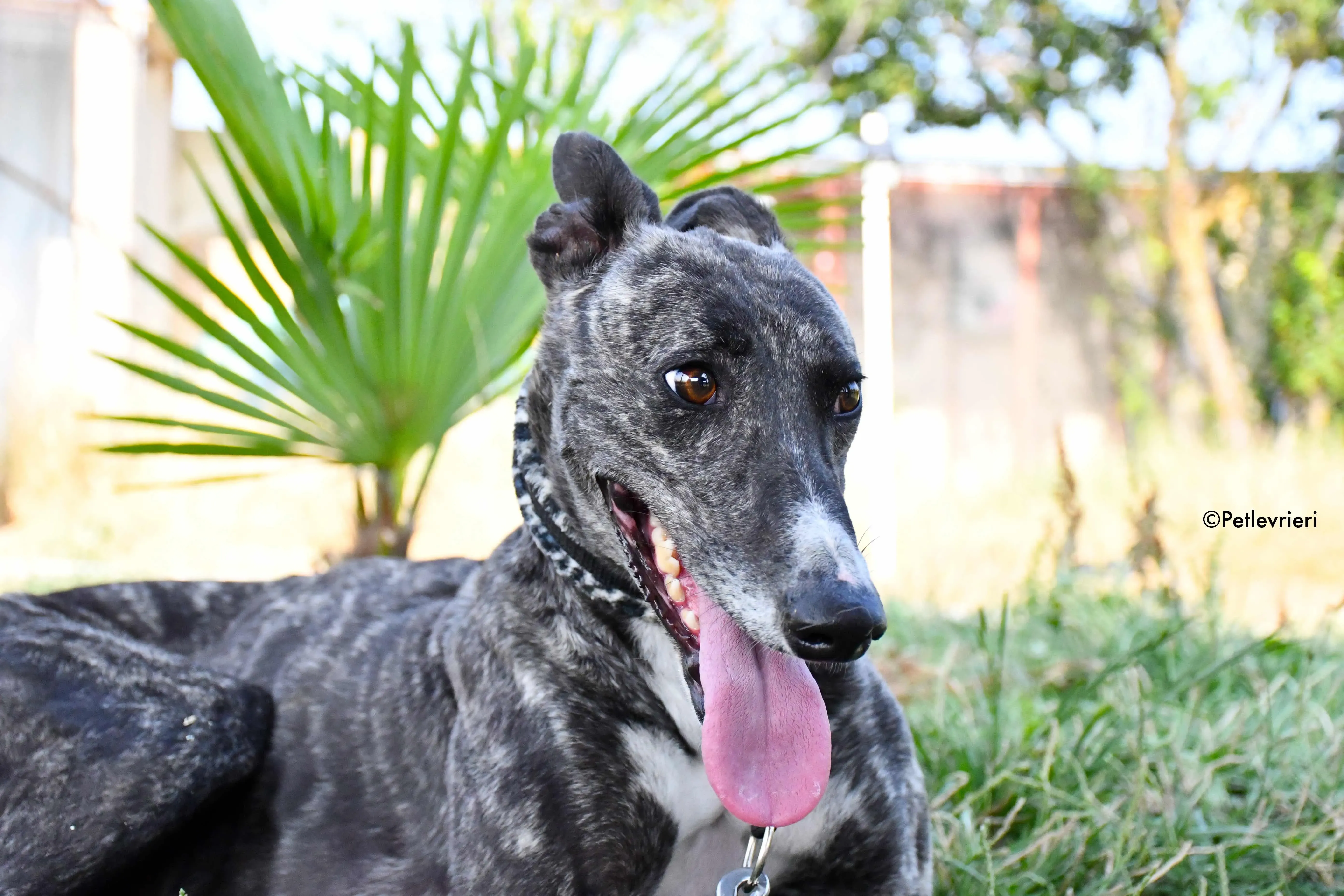 Samsa adozione levrieri galgo 9