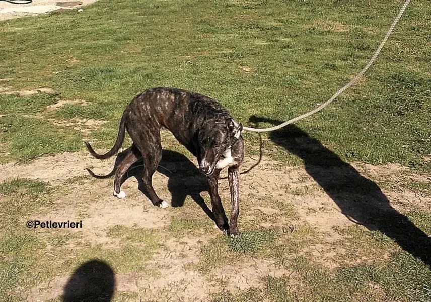 Samsa adozione levrieri galgo