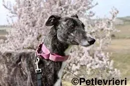 Samsa adozione levrieri galgo 1 2