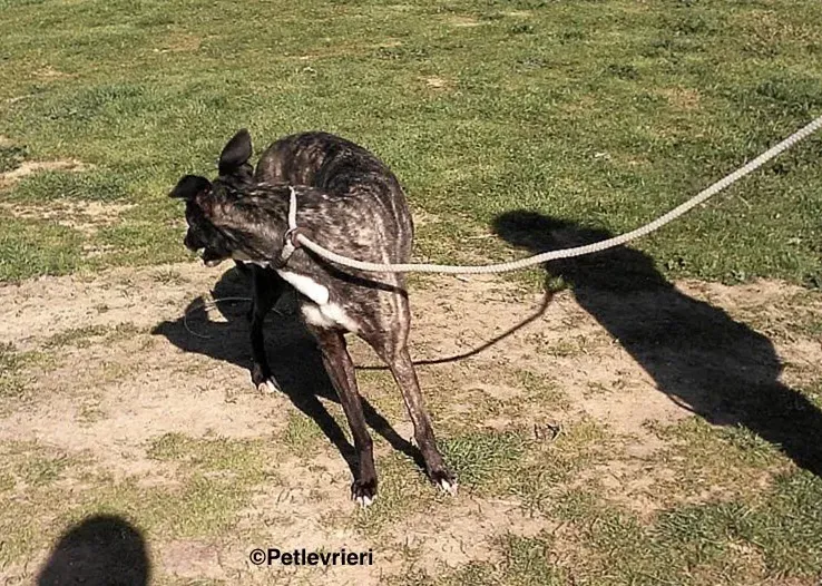 Samsa adozione levrieri galgo 1