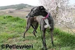 Samsa adozione levrieri galgo 2 2