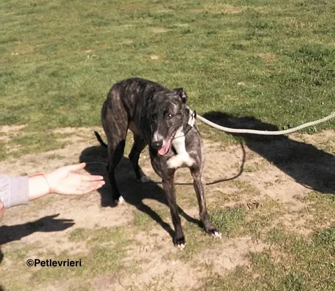 Samsa adozione levrieri galgo 2