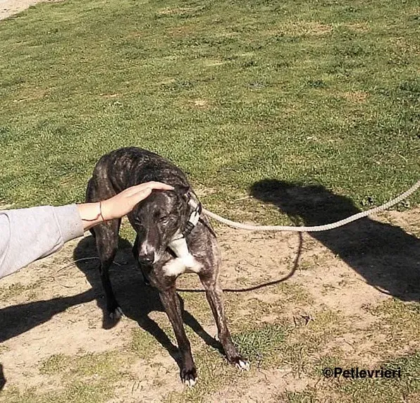 Samsa adozione levrieri galgo 3