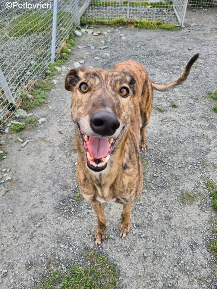 Sandy adozione levrieri greyhound 1